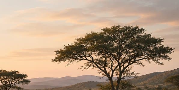 A path through the savanna at sunset